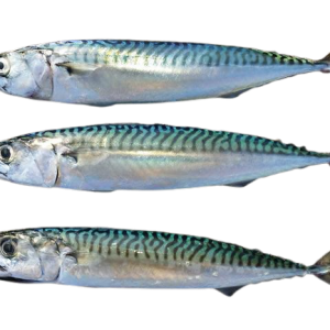 Atlantic Mackerel