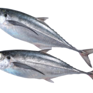 Horse Mackerel